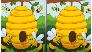 Optical Illusion Quiz