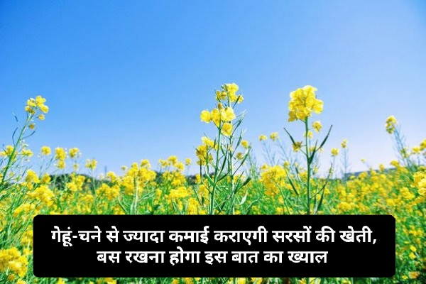 Sasro Ki Kheti Kaise Kare