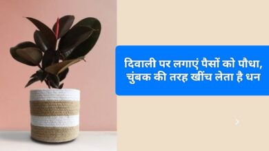 Vastu tips for rubber plant :