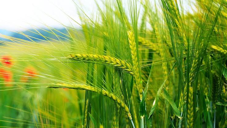 Wheat Cultivation
