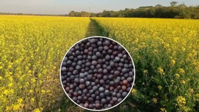 Mustard Farming