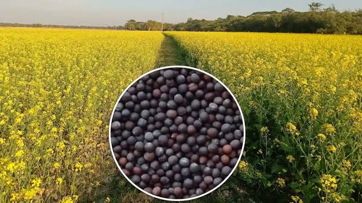 Mustard Farming