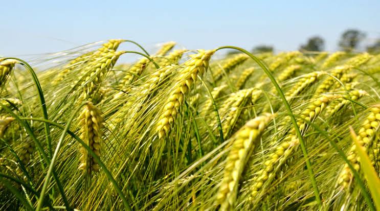 HI 1650 Wheat Variety