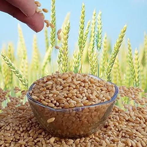 HI 1650 Wheat Variety