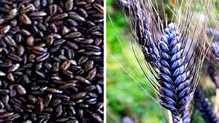 Wheat Cultivation