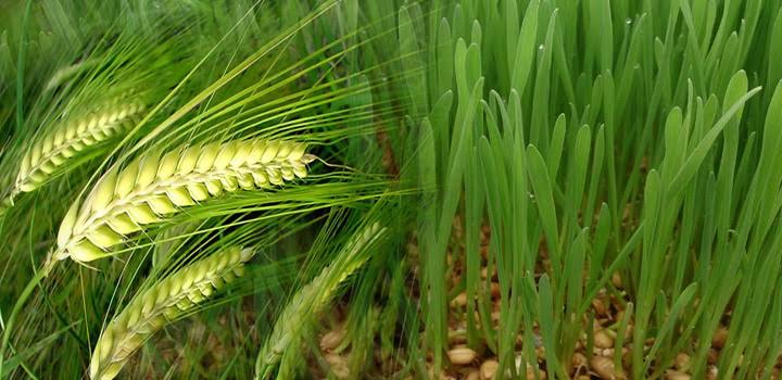 Wheat Cultivation