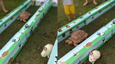 Kachue Khargosh Ki Race :