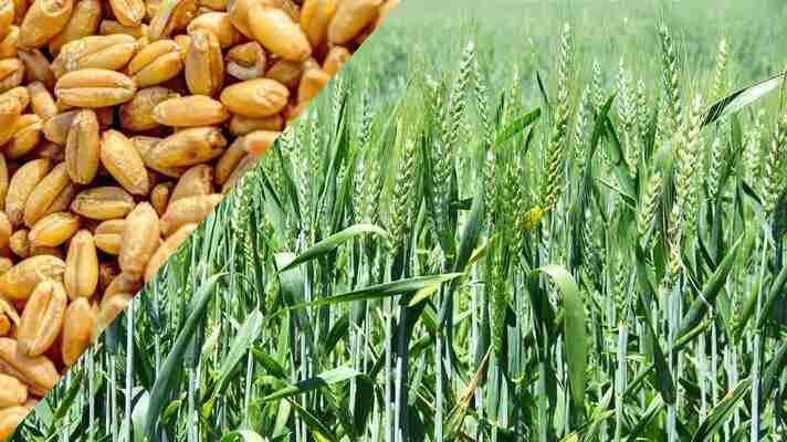 New Wheat Variety