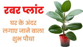 Vastu tips for rubber plant :