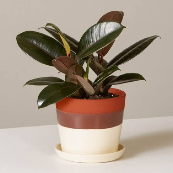Vastu tips for rubber plant :