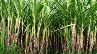 Sugarcane Farming