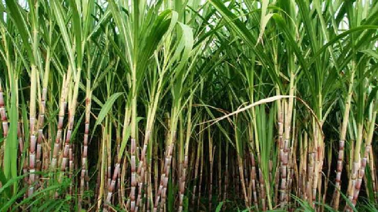 Sugarcane Farming 