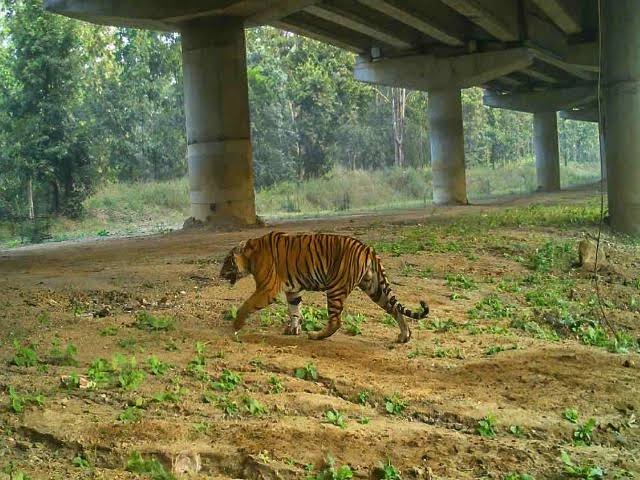 MP High Court Betul Bhopal Highway: