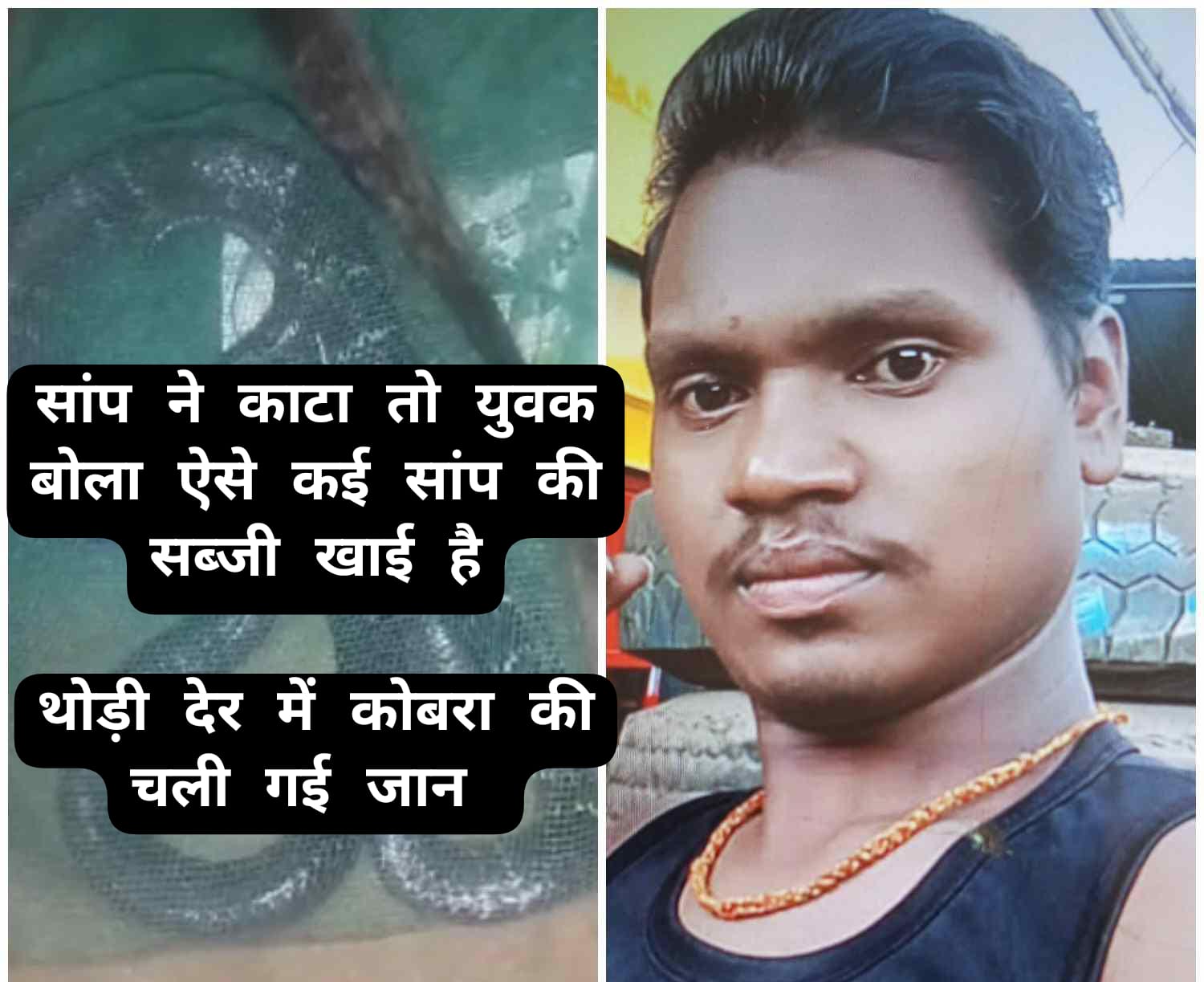Cobra ka Video