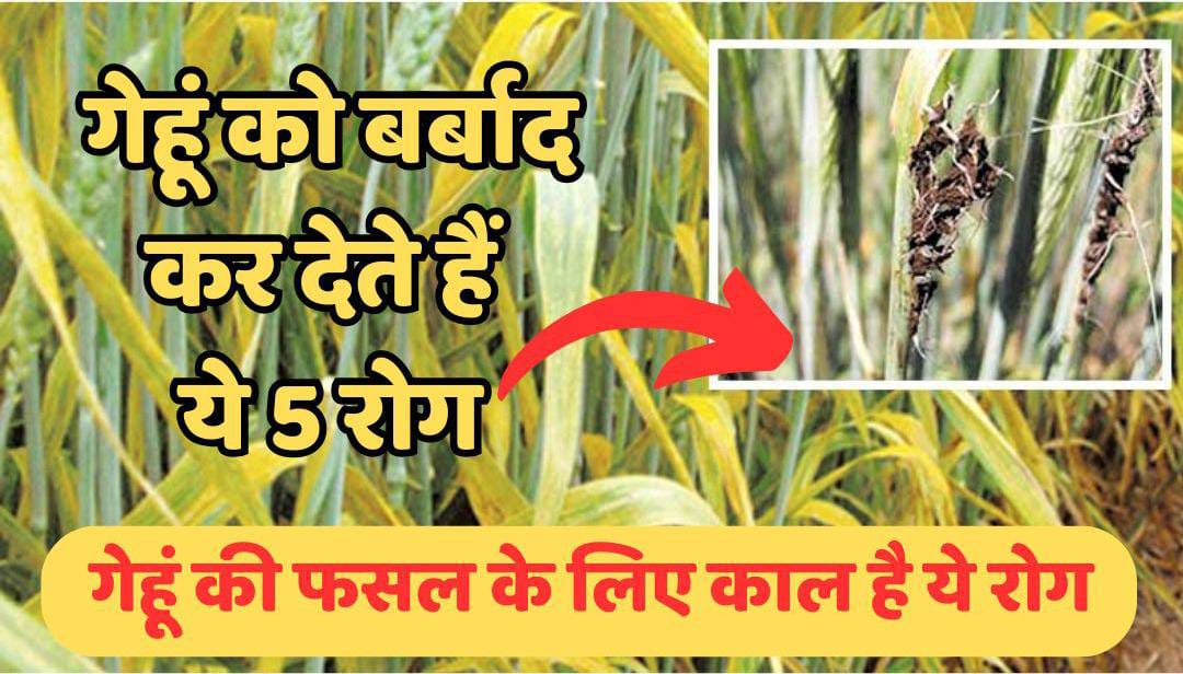 Wheat Cultivation