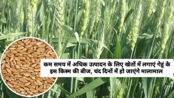 पूसा तेजस HI 8759