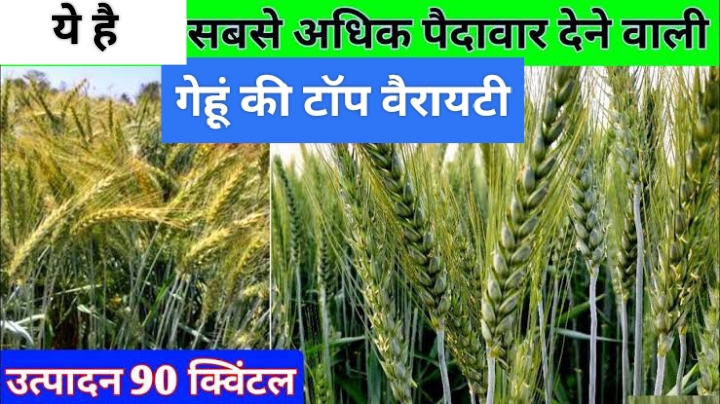 Top Wheat Variety