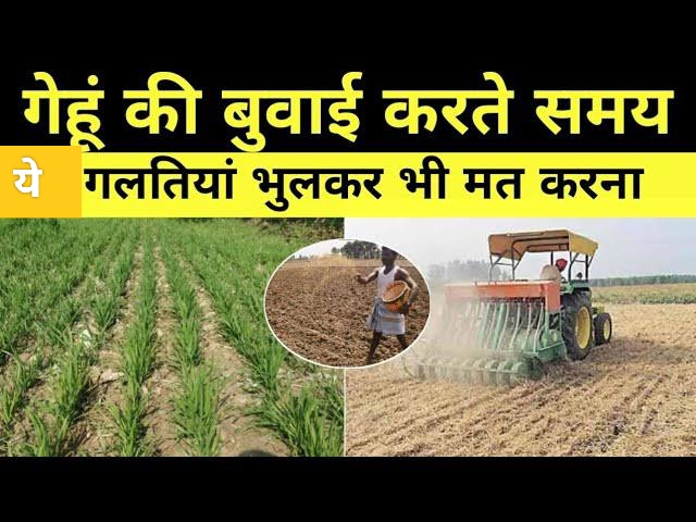 Wheat Cultivation