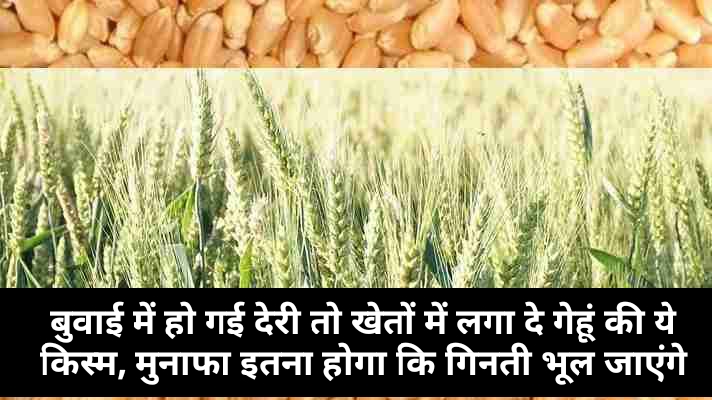 Wheat Cultivation