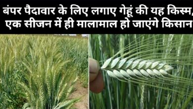 Wheat Farming