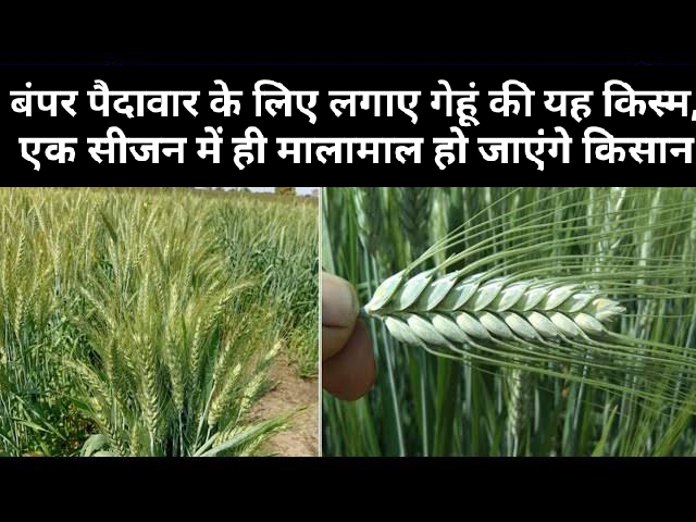 Wheat Farming
