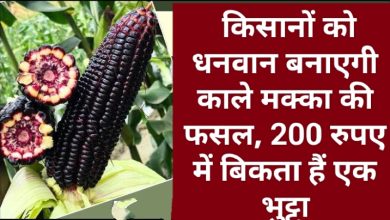 Black Maize Cultivation