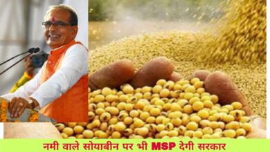 Soyabean MSP: