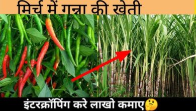 Chilli Farming: गन्ने के लाइनों के बीच लगाएं हरी मिर्च के ये 4 गुणवत्तापूर्ण किस्म के बिज, 40 दिनों में बन जाएंगे लखपति