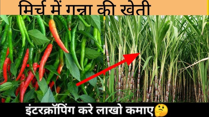 Chilli Farming: गन्ने के लाइनों के बीच लगाएं हरी मिर्च के ये 4 गुणवत्तापूर्ण किस्म के बिज, 40 दिनों में बन जाएंगे लखपति