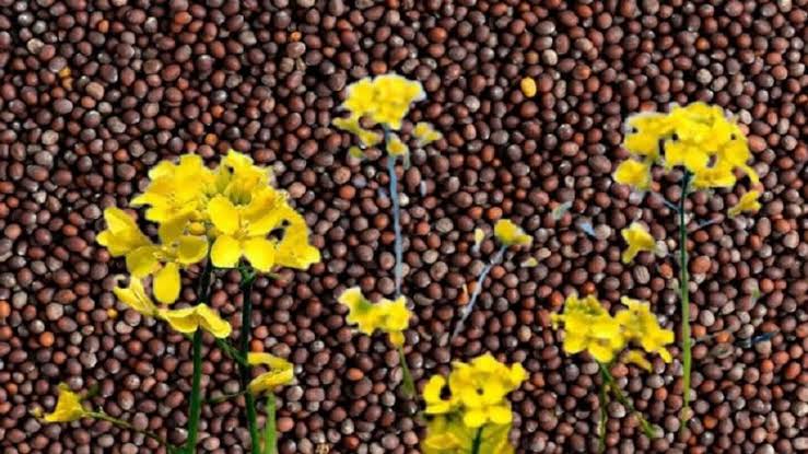 Mustard Farming