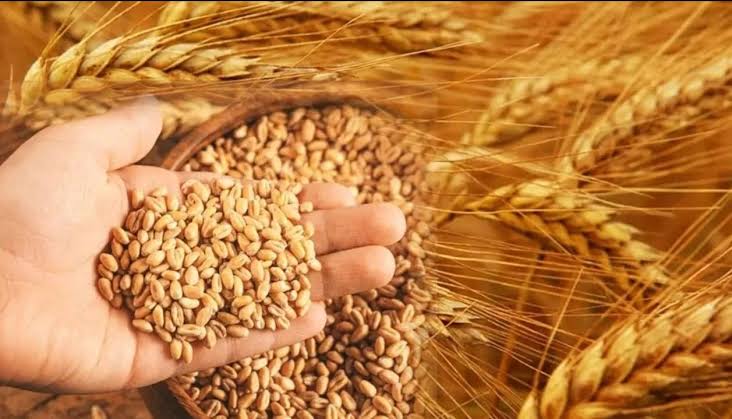 Wheat Variety