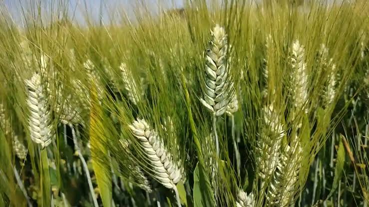 Wheat Variety