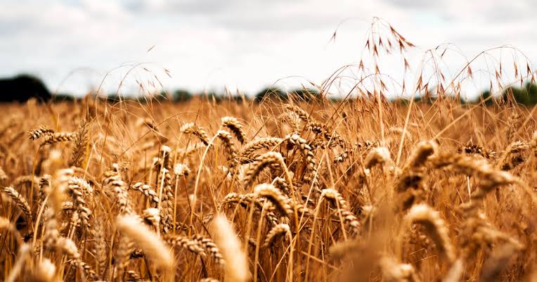 Wheat Variety