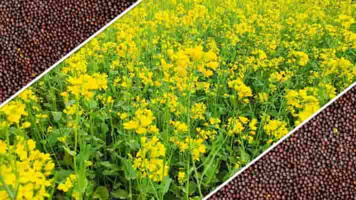 Mustard Farming :