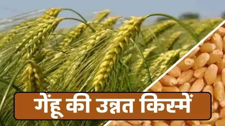 New Wheat Variety