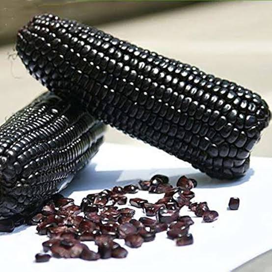 Black Maize Cultivation