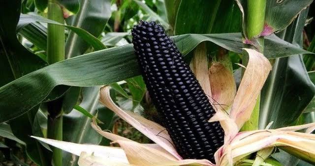Black Maize Cultivation