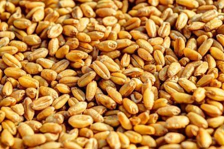 पूसा तेजस HI 8759