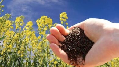 Mustard Farming