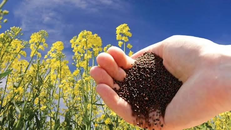 Mustard Farming
