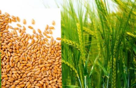 Best Wheat Variety