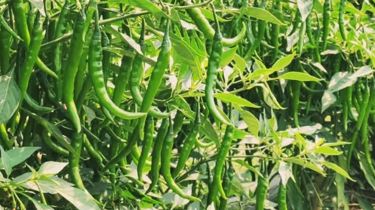 Chilli Farming: गन्ने के लाइनों के बीच लगाएं हरी मिर्च के ये 4 गुणवत्तापूर्ण किस्म के बिज, 40 दिनों में बन जाएंगे लखपति
