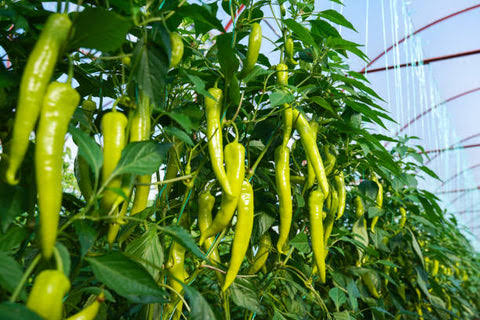 Chilli Farming: गन्ने के लाइनों के बीच लगाएं हरी मिर्च के ये 4 गुणवत्तापूर्ण किस्म के बिज, 40 दिनों में बन जाएंगे लखपति