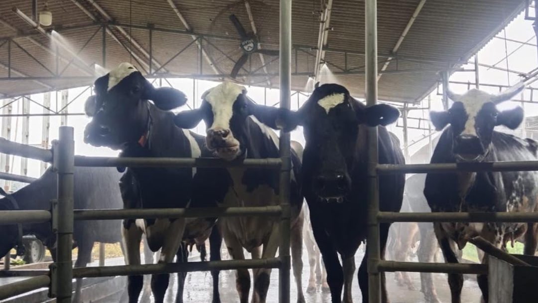 Dairy Success Story: 