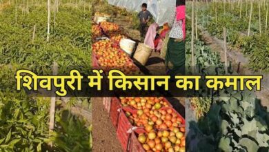 MP News