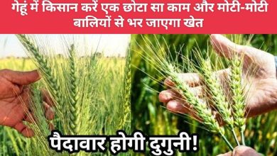 Wheat cultivation