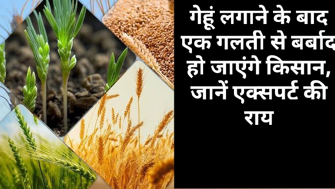 Wheat Cultivation