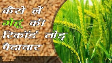 Wheat Farming Tips: