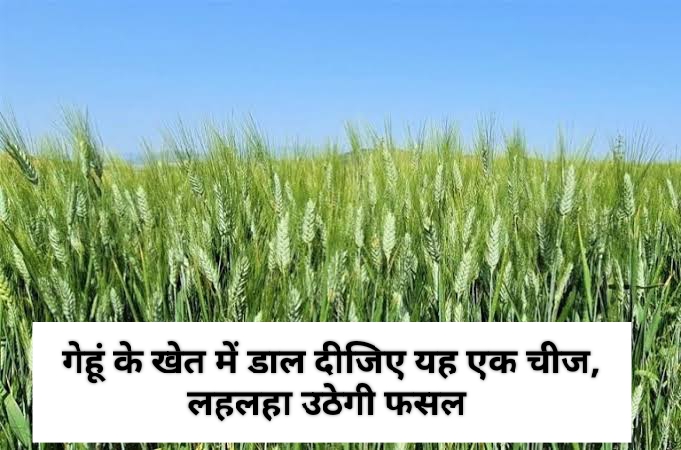 Wheat Cultivation