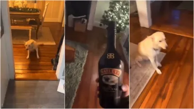 Dog Funny Video: